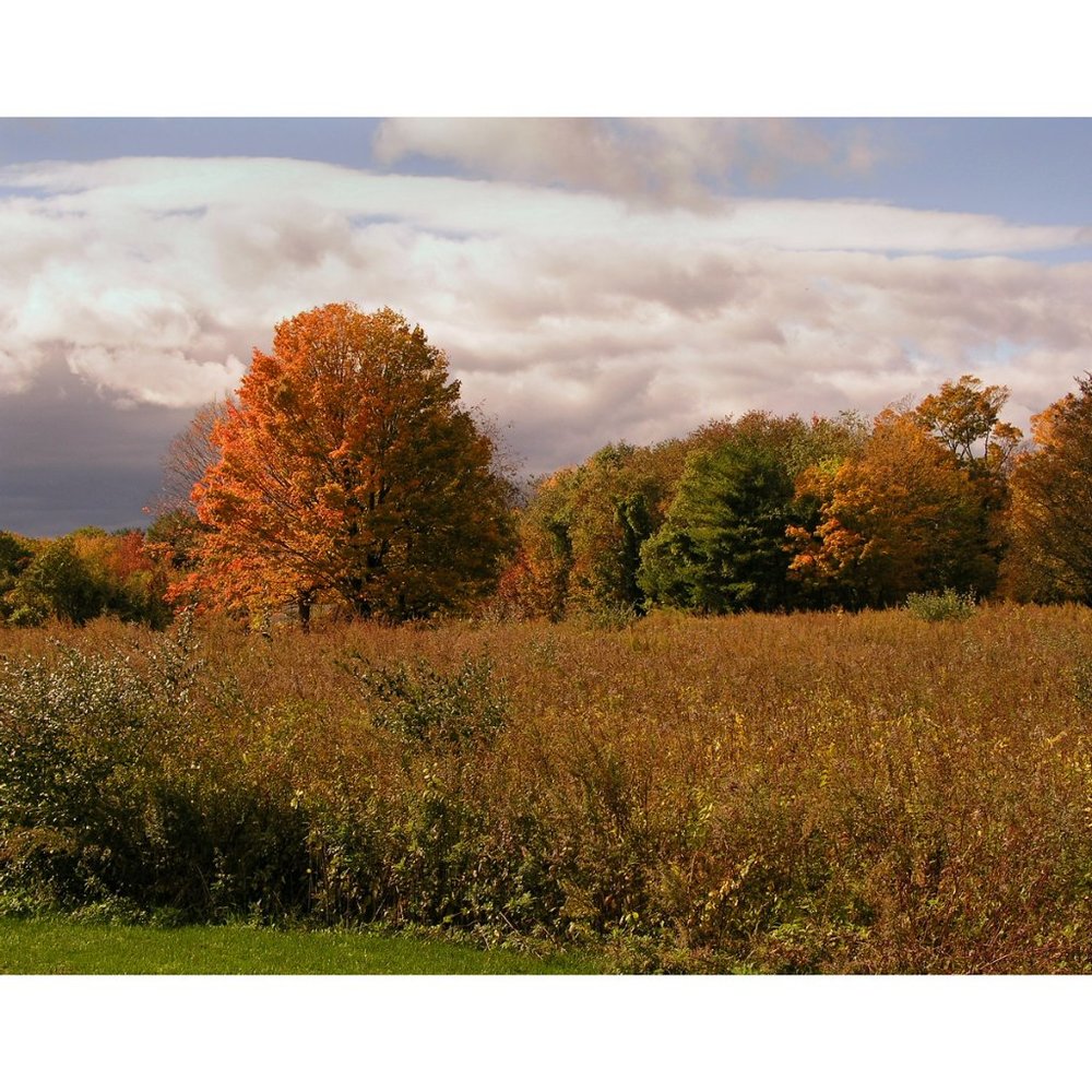 Tree in a Field  11 x 14 print